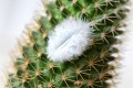 t-cindy_m_douceur sur le cactus